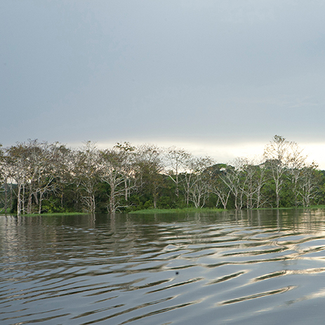 AMAZONAS 29 rio mosaico galeria_MG_4748.jpg